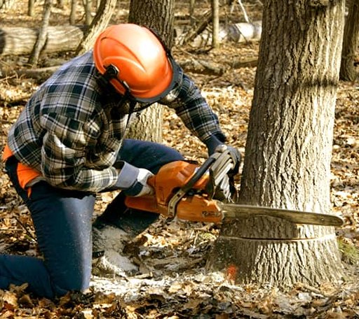 Tree Removal in Weesatche, TX